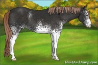 Horse Color:White Spotted Liver Chestnut
