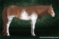 Horse Color:White Spotted Liver Chestnut 