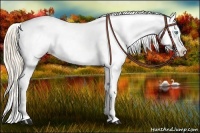 Horse Color:Perlino Roan Dun Splash Blanket