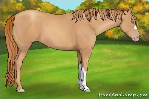 Horse Color:Gold Champagne