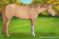 Horse Color:Gold Champagne 