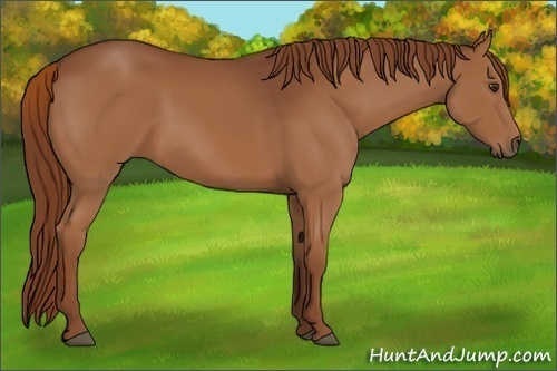 Horse Color:Chestnut 