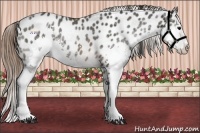 Horse Color:Brown Ice Splash Appaloosa Rabicano 
