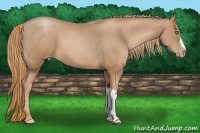 Horse Color:Chestnut Pearl