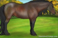 Horse Color:Brown Rabicano