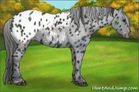 Horse Color:Black Appaloosa 