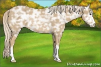 Horse Color:Palomino Ice Sabino Rabicano