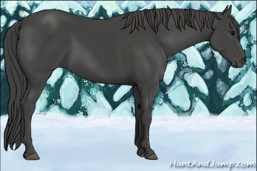 Horse Color:Smoky Black 