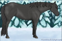 Horse Color:Smoky Black