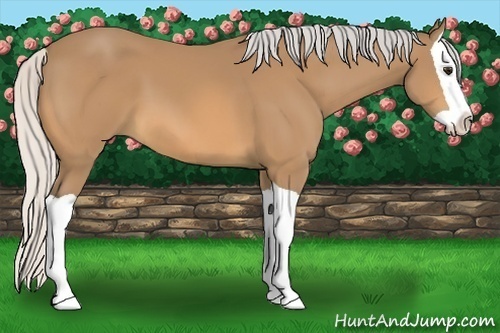 Horse Color:Silver Buckskin Splash