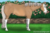 Horse Color:Silver Buckskin Splash 