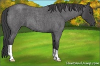 Horse Color:Smoky Blue Roan 