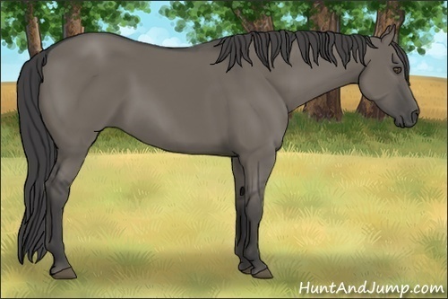 Horse Color:Smoky Grullo