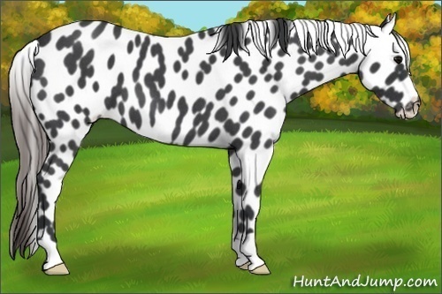 Horse Color:Blue Roan Appaloosa 