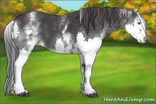 Horse Color:White Spotted Black Splash 