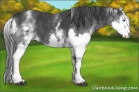 Horse Color:White Spotted Black Splash