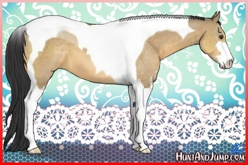 Horse Color:Buckskin Dun Sabino Tobiano 