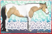 Horse Color:Buckskin Dun Sabino Tobiano