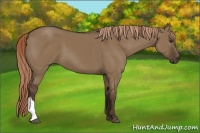 Horse Color:Liver Red Dun 