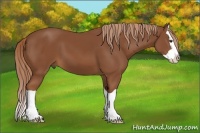 Horse Color:Chestnut Splash 