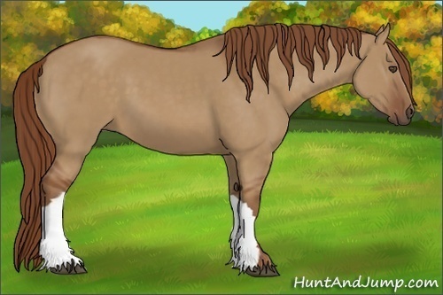 Horse Color:Red Dun 