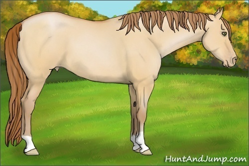 Horse Color:Bay Pearl Dun 
