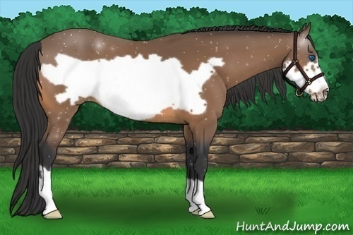 Horse Color:Buckskin Frame 