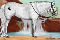 Horse Color:Bay Chinchilla Appaloosa