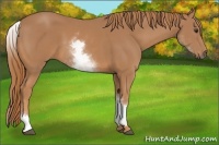 Horse Color:White Spotted Chestnut 
