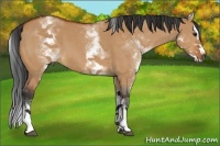 Horse Color:White Spotted Bay Dun Splash 