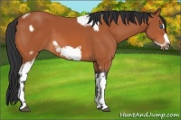 Horse Color:Bay Tobiano Frame