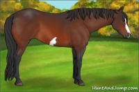 Horse Color:Bay Frame 