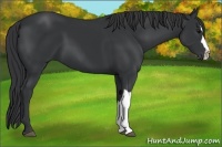 Horse Color:Black Splash