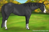 Horse Color:Black Splash
