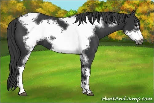 Horse Color:Black Tobiano Frame