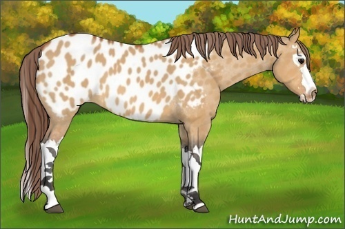 Horse Color:Bay Dun Splash Appaloosa 