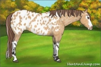 Horse Color:Bay Dun Splash Appaloosa 