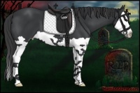 Horse Color:Black Splash