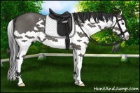 Horse Color:Grullo Splash 