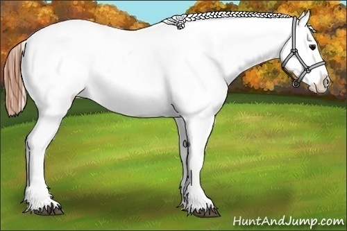 Horse Color:Blue Roan Varnish