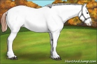 Horse Color:Blue Roan Varnish 