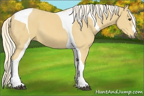 Horse Color:Palomino Tobiano 