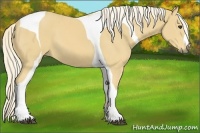 Horse Color:Palomino Tobiano 