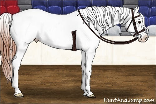 Horse Color:Grullo Splash Tobiano Appaloosa 