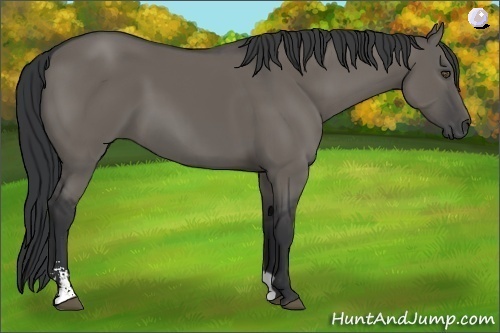 Horse Color:Grullo Sabino