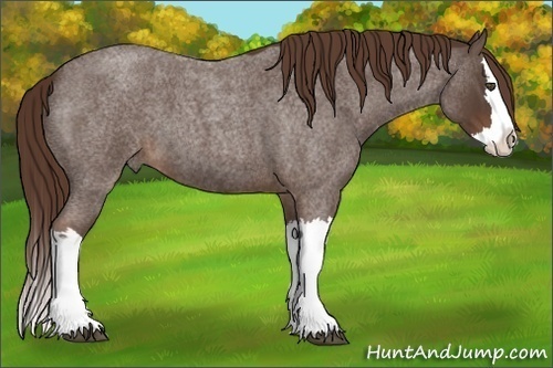 Horse Color:Liver Red Roan Splash