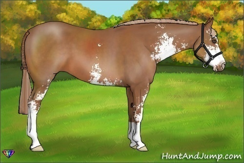 Horse Color:Chestnut Sabino