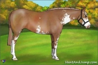 Horse Color:Chestnut Sabino