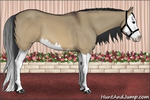 Horse Color:Brown Dun Splash