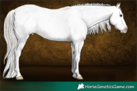 Horse Color:Silver Buckskin Roan Appaloosa